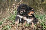 DOGUE DU TIBET 484